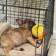 Prince joined the competition — help win amazing prizes! dog, puppy, french_bulldog, sleeping, crate, pet_bed, plush_toy, yellow_duck, indoor, resting, cozy, cute, animal, furry, canine, pet, relaxed, cage, floor, tile