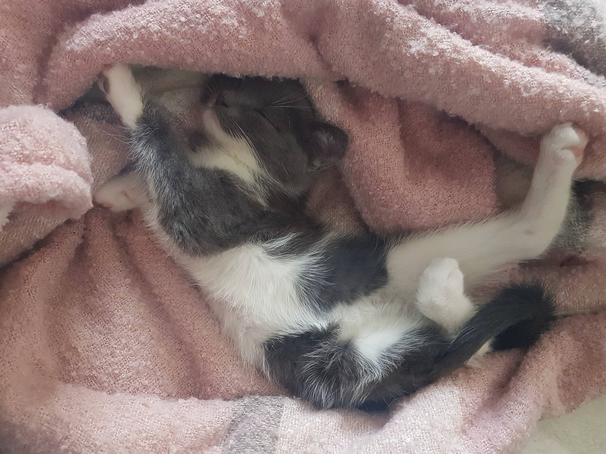 Crispy a rejoint le concours — aidez-le/la à gagner de superbes lots ! canidae, carnivore, cat, claw, comfort, companion_dog, dog_breed, fawn, felidae, fur, linens, nap, paw, sleep, small_to_medium_sized_cats, snout, sporting_group, tail, whiskers, wool