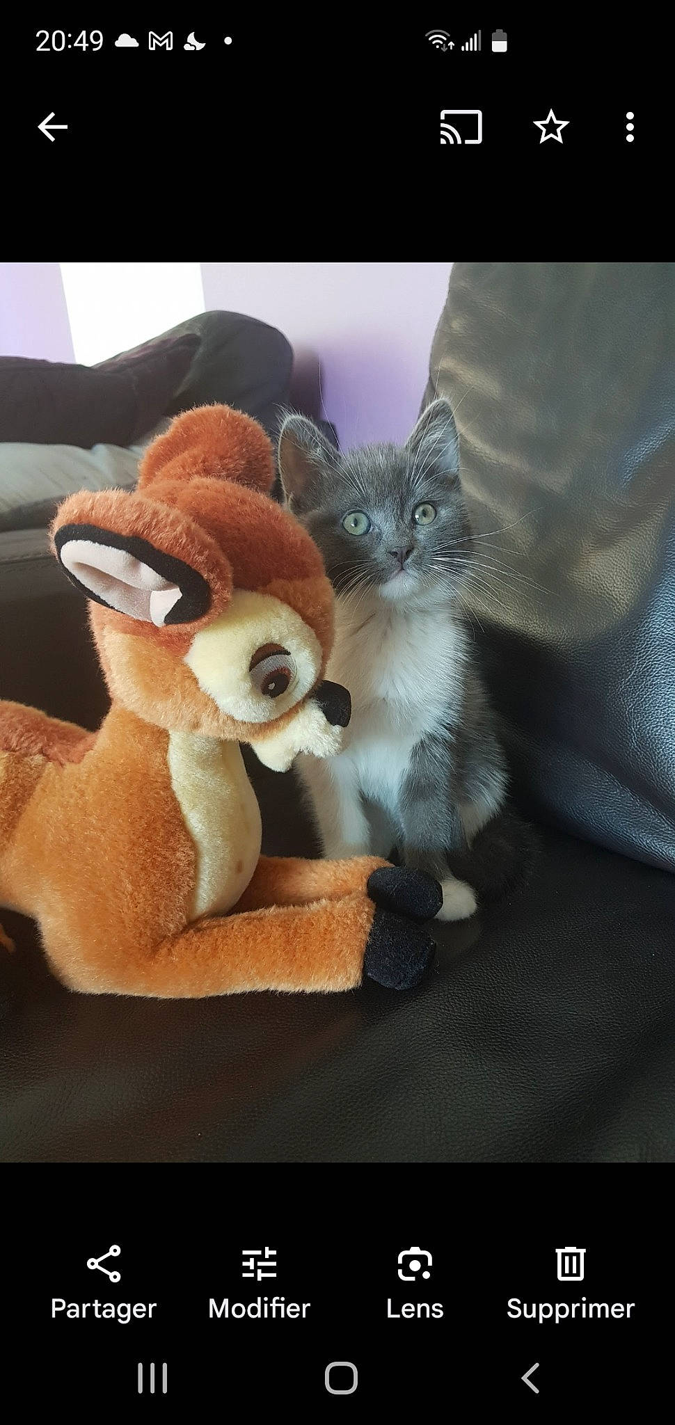 Crispy a rejoint le concours — aidez-le/la à gagner de superbes lots ! animal_figure, canidae, carnivore, cat, cat_supply, comfort, companion_dog, domestic_short_haired_cat, fawn, felidae, fur, paw, plush, small_to_medium_sized_cats, snout, stuffed_toy, tail, toy, whiskers, window