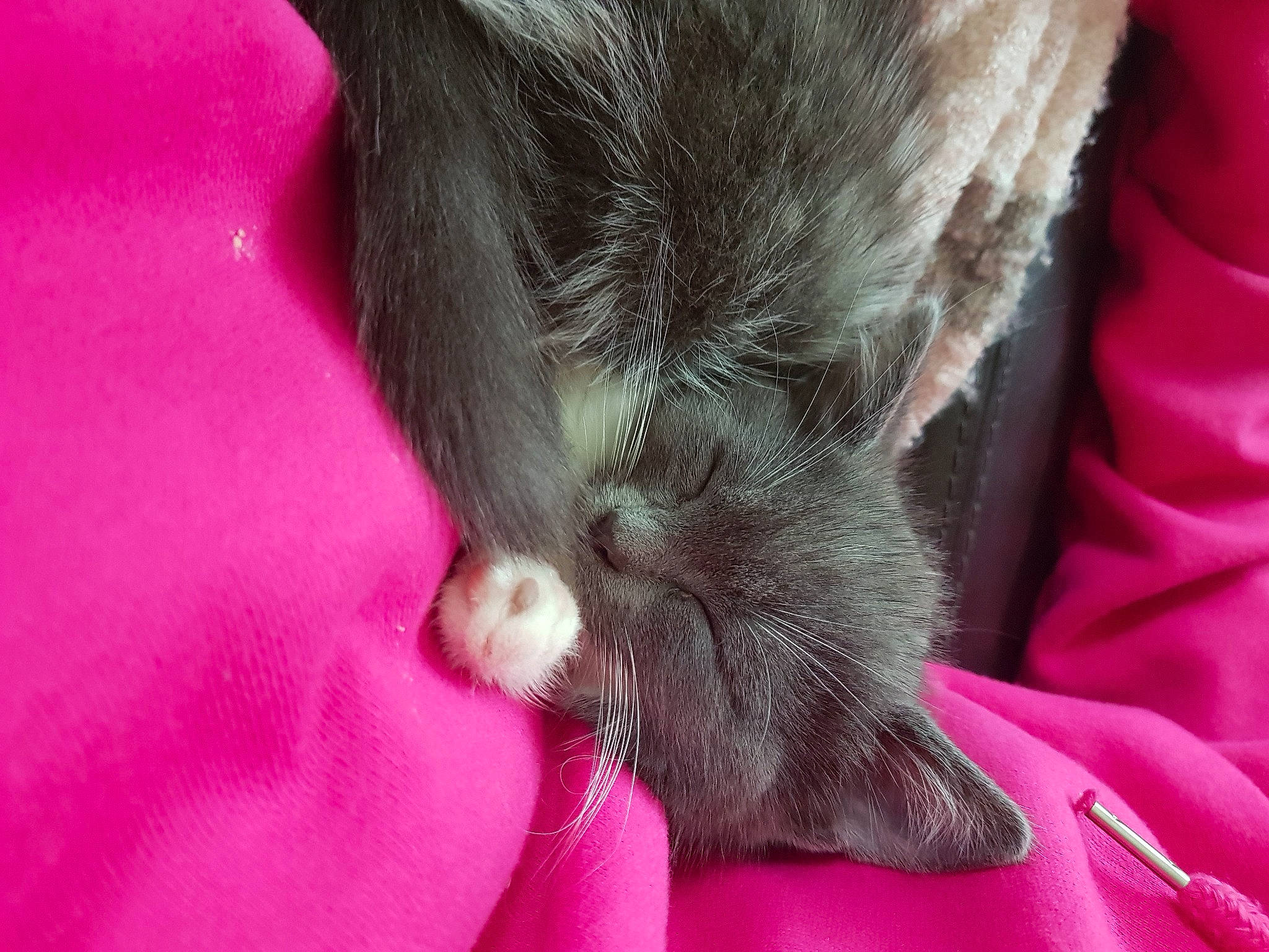 Crispy participe au concours pour gagner de l'argent avec cette photo : canidae, carnivore, cat, claw, close_up, comfort, companion_dog, dog_breed, fawn, felidae, foot, gesture, human_leg, magenta, paw, pink, small_to_medium_sized_cats, snout, sporting_group, whiskers