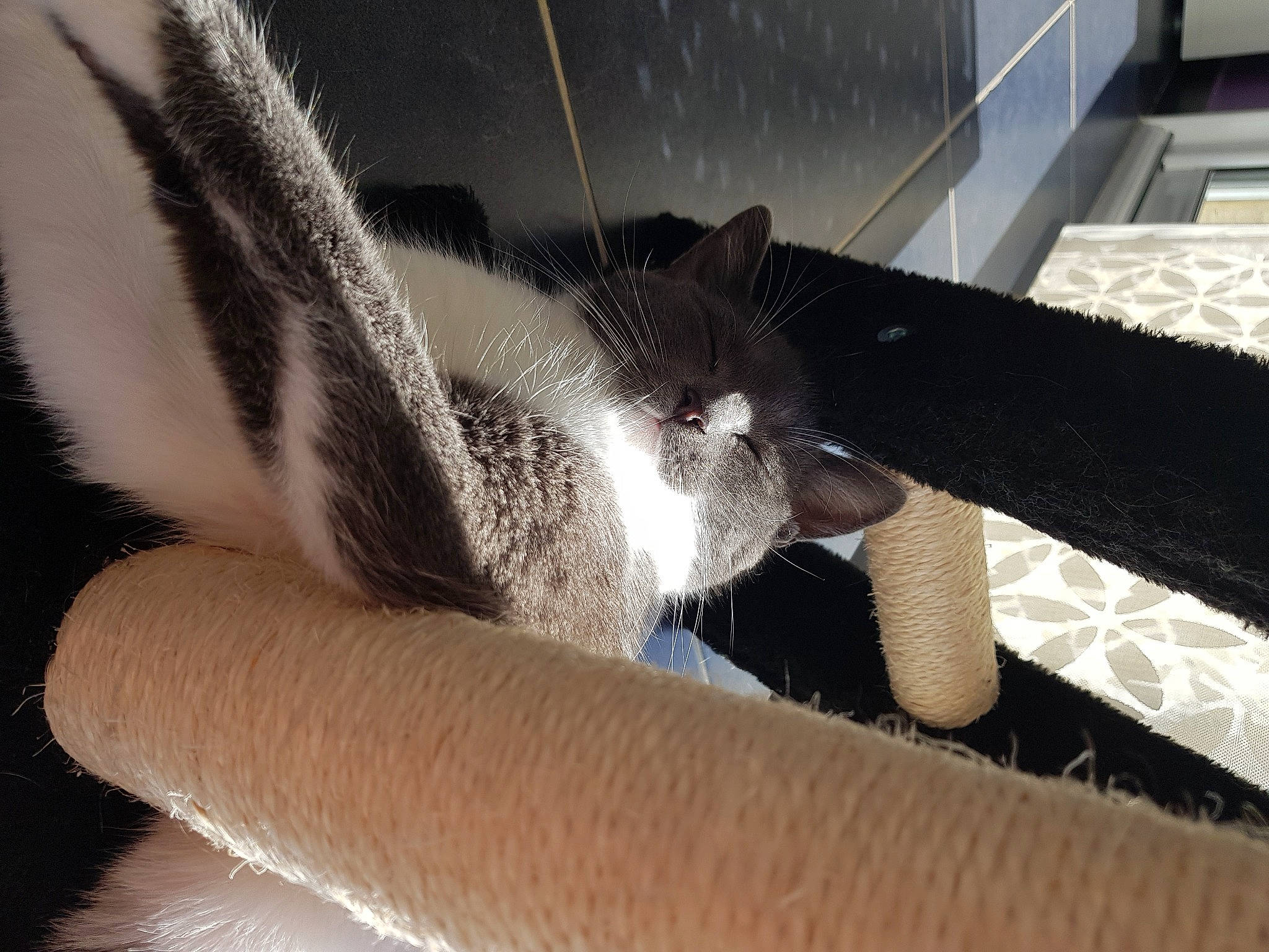 Crispy a rejoint le concours — aidez-le/la à gagner de superbes lots ! auto_part, automotive_tire, carnivore, cat, claw, comfort, domestic_short_haired_cat, felidae, flooring, foot, fur, human_leg, leg, metal, paw, rim, small_to_medium_sized_cats, snout, tail, whiskers