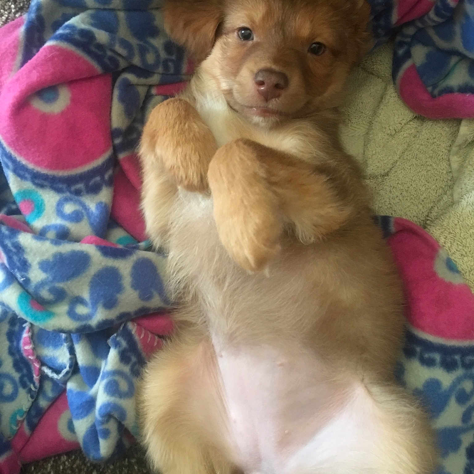 Skye joined the competition — help win amazing prizes! canidae, carnivore, companion_dog, dog, dog_breed, fawn, liver, mammal, nova_scotia_duck_tolling_retriever, puppy, puppy_love, retriever, small_greek_domestic_dog, sporting_group, vertebrate