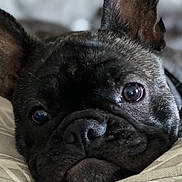 Roxy participe au concours pour gagner de l'argent avec cette photo : dog, french_bulldog, close_up, face, ears, fur, pet, cute, animal, resting, cushion, indoor, portrait, eyes, wrinkles, snout, nostrils, nose, relaxed, canine