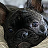 dog, french_bulldog, close_up, face, ears, fur, pet, cute, animal, resting, cushion, indoor, portrait, eyes, wrinkles, snout, nostrils, nose, relaxed, canine