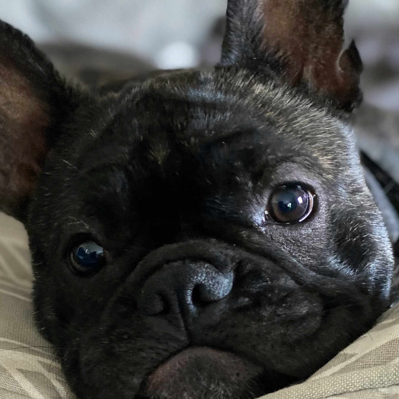 Roxy