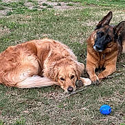 Heidi joined the competition — help win amazing prizes! dog, golden_retriever, german_shepherd, grass, outdoor, pet, animal, canine, playing, stick, ball, laying_down, relaxed, curious, two_dogs, nature, summer, park, friendship, companions