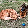 dog, golden_retriever, german_shepherd, grass, outdoor, pet, animal, canine, playing, stick, ball, laying_down, relaxed, curious, two_dogs, nature, summer, park, friendship, companions