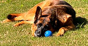 Heidi joined the competition — help win amazing prizes! dog, german_shepherd, grass, blue_ball, outdoor, sunlight, pet, animal, resting, playing, canine, nature, summer, laying_down, fur, ears, snout, toy, relaxation, daytime