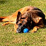 dog, german_shepherd, grass, blue_ball, outdoor, sunlight, pet, animal, resting, playing, canine, nature, summer, laying_down, fur, ears, snout, toy, relaxation, daytime