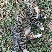 Cesar joined the competition — help win amazing prizes! animal, cat, curious, cute, daylight, fur, grass, leaves, lying_down, mammal, nature, outdoor, pet, relaxed, rocks, striped, tabby, tail, whiskers, white_paws