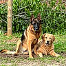 Daisy is registered to the contest to win money with this photo: dog, german_shepherd, golden_retriever, grass, outdoor, pet, animal, canine, fence, leafy, nature, friendship, sitting, lying_down, fur, ears, collar, yard, daylight, companions