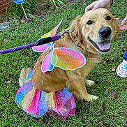 Daisy joined the competition — help win amazing prizes! colorful, costume, cute, dog, flower, golden_retriever, grass, hand, happy, leash, nature, outdoor, paw, person, pet, playful, rainbow_wings, security_sign, smiling, tutu