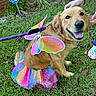 colorful, costume, cute, dog, flower, golden_retriever, grass, hand, happy, leash, nature, outdoor, paw, person, pet, playful, rainbow_wings, security_sign, smiling, tutu