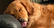 Daisy is registered to the contest to win money with this photo: dog, golden_retriever, sleeping, tongue_out, couch, leather, indoor, pet, fur, cozy, resting, animal, closeup, relaxation, warm_light, texture, home, companion, cute, comfort