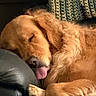 dog, golden_retriever, sleeping, tongue_out, couch, leather, indoor, pet, fur, cozy, resting, animal, closeup, relaxation, warm_light, texture, home, companion, cute, comfort