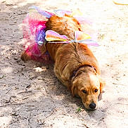 Daisy is registered to the contest to win money with this photo: dog, golden_retriever, tutu, fairy_wings, costume, sand, outdoor, pet, animal, lying_down, cute, colorful, sunlight, shadows, fur, collar, playful, dressup, nature, adorable
