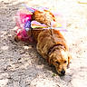 dog, golden_retriever, tutu, fairy_wings, costume, sand, outdoor, pet, animal, lying_down, cute, colorful, sunlight, shadows, fur, collar, playful, dressup, nature, adorable