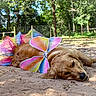Daisy is registered to the contest to win money with this photo: dog, golden_retriever, costume, fairy_wings, outdoor, sand, trees, fence, sunlight, relaxed, animal, pet, nature, colorful, resting, magic, sparkly, daytime, canine, playful