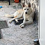 animal, bag, barbecue_wood, concrete, courtyard, cream_color, crossed_paws, daylight, dog, door, lounging, mat, metal_object, outdoor, peeling_paint, pet, quiet, relaxed, resting, wall