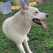 Spock participe au concours pour gagner de l'argent avec cette photo : animal, building, canine, daytime, dog, domestic_animal, ears, grass, greenery, happy, laundry, nature, outdoor, pet, playful, side_view, summer, sunlight, tongue_out, yard