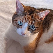 June participe au concours pour gagner de l'argent avec cette photo : cat, close_up, blue_eyes, fur, whiskers, pet, animal, indoor, curious, relaxed, tabby, orange, white, brown, ears, face, cute, feline, laying, soft_light