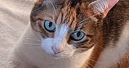 June participe au concours pour gagner de l'argent avec cette photo : animal, blue_eyes, brown, cat, close_up, curious, cute, ears, face, feline, fur, indoor, laying, orange, pet, relaxed, soft_light, tabby, whiskers, white