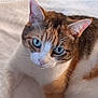 June participe au concours pour gagner de l'argent avec cette photo : animal, blue_eyes, brown, cat, close_up, curious, cute, ears, face, feline, fur, indoor, laying, orange, pet, relaxed, soft_light, tabby, whiskers, white