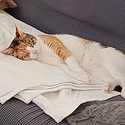 June a rejoint le concours — aidez-le/la à gagner de superbes lots ! animal, blanket, calico_cat, cat, comfortable, couch, cozy, domestic_animal, feline, fur, home, indoor, nap, paws, pet, relaxation, resting, sleeping, soft_texture, whiskers
