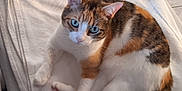 June a rejoint le concours — aidez-le/la à gagner de superbes lots ! abyssinian, animal, bed, blanket, cat, couch, furniture, hardwood, homedecor, kitten, linen, manx, person, pet, quilt, siamese, sleeping, towel, white, wood
