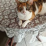 June a rejoint le concours — aidez-le/la à gagner de superbes lots ! animal, calico_cat, cat, close_up, cute, domestic_animal, feline, fur, green_eyes, home, indoor, lace_tablecloth, looking_at_camera, pattern, pet, relaxed, resting, table, tile_floor, wooden_chair