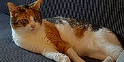 June a rejoint le concours — aidez-le/la à gagner de superbes lots ! abyssinian, angora, animal, armchair, blanket, cat, chair, couch, cushion, egyptiancat, furniture, homedecor, kitten, manx, person, pet, siamese, sleeping