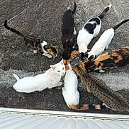 June participe au concours pour gagner de l'argent avec cette photo : black_and_white_cat, calico_cat, cat, cats, concrete, eating, feeding, food_bowl, fur, group_of_cats, hungry, multiple_animals, outdoor, pets, street, tabby_cat, tail, top_down_view, whiskers, white_cat