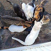 June a rejoint le concours — aidez-le/la à gagner de superbes lots ! animal, cat, cats, circle, colorful, companions, concrete, daylight, eating, feeding, feline, fur, group, multiple, nature, outdoor, pattern, pets, tail, whiskers