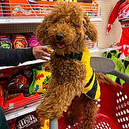 Bruno is registered to the contest to win money with this photo: dog, poodle, costume, bee_costume, shopping_cart, store, shelf, plush_toys, candy, hand, brown_dog, curly_fur, pet, indoor, toy_store, red_cart, happy, cute, playful, animal