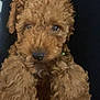 Bruno is registered to the contest to win money with this photo: puppy, dog, curly_fur, brown_fur, pet, animal, cute, close_up, portrait, fluffy, adorable, young_dog, indoor, looking_at_camera, dark_background, furry, small_dog, face, nose, ears