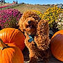 Bruno is registered to the contest to win money with this photo: dog, curly_hair, paw, pumpkin, flowers, outdoor, sunny, blue_sky, autumn, playful, happy, pet, nature, grass, field, colorful, smiling, animal, holiday, fall