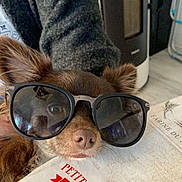 Moustik participe au concours pour gagner de l'argent avec cette photo : dog, sunglasses, table, placemat, indoor, brown_fur, pet, closeup, face, nose, ears, person, sitting, cozy, home, breakfast, paper, text, reflection, cute
