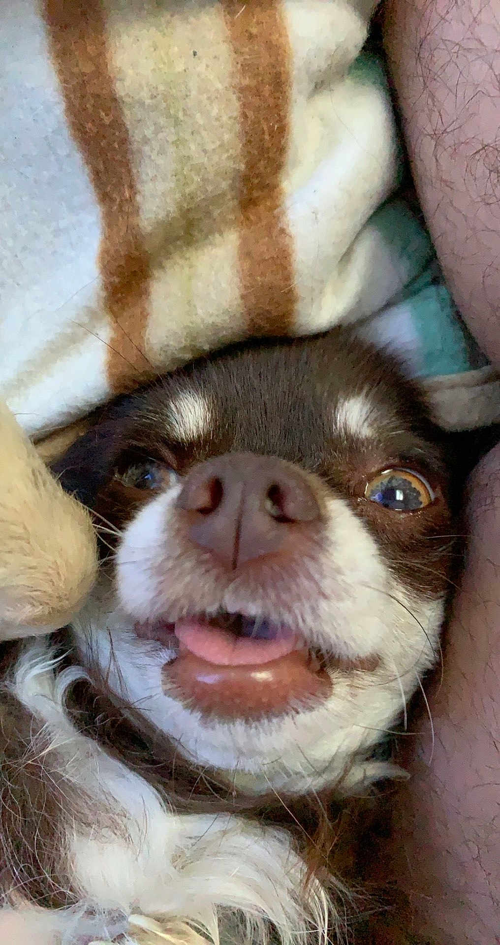 Moustik participe au concours pour gagner de l'argent avec cette photo : dog, close_up, brown_and_white, tongue_out, blanket, striped, fur, pet, cute, animal, cozy, nose, whiskers, face, sleepy, resting, indoor, companion, cute_pet, small_dog