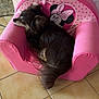 Moustik participe au concours pour gagner de l'argent avec cette photo : dog, small_dog, pet, pink_chair, minnie_mouse, indoor, tile_floor, relaxing, furniture, animal, cute, resting, cozy, brown_dog, side_view, seat, domestic_animal, wall, home, quiet
