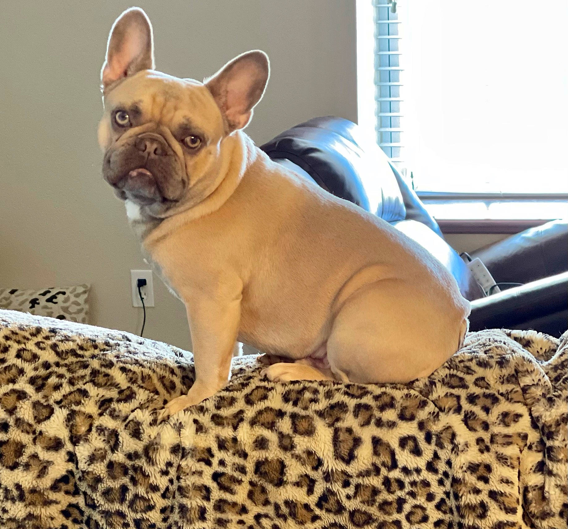 Korby is registered to the contest to win money with this photo: bulldog, canidae, carnivore, collar, comfort, companion_dog, dog, dog_breed, dog_collar, dog_supply, fawn, linens, snout, terrestrial_animal, toy_dog, whiskers, window, window_blind, working_animal, wrinkle