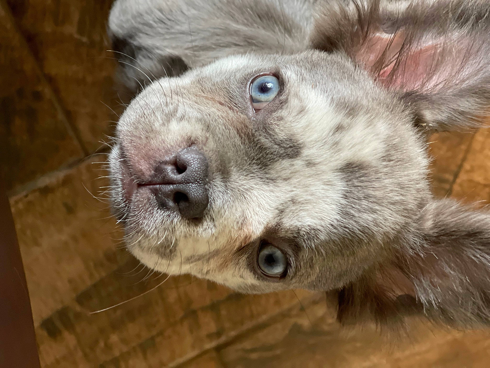 Sully joined the competition — help win amazing prizes! canidae, claw, dog_breed, ear, eye, fawn, fur, head, livestock, marsupial, sloth, snout, sporting_group, terrestrial_animal, three_toed_sloth, two_toed_sloth, whiskers, wildlife, wood, working_animal