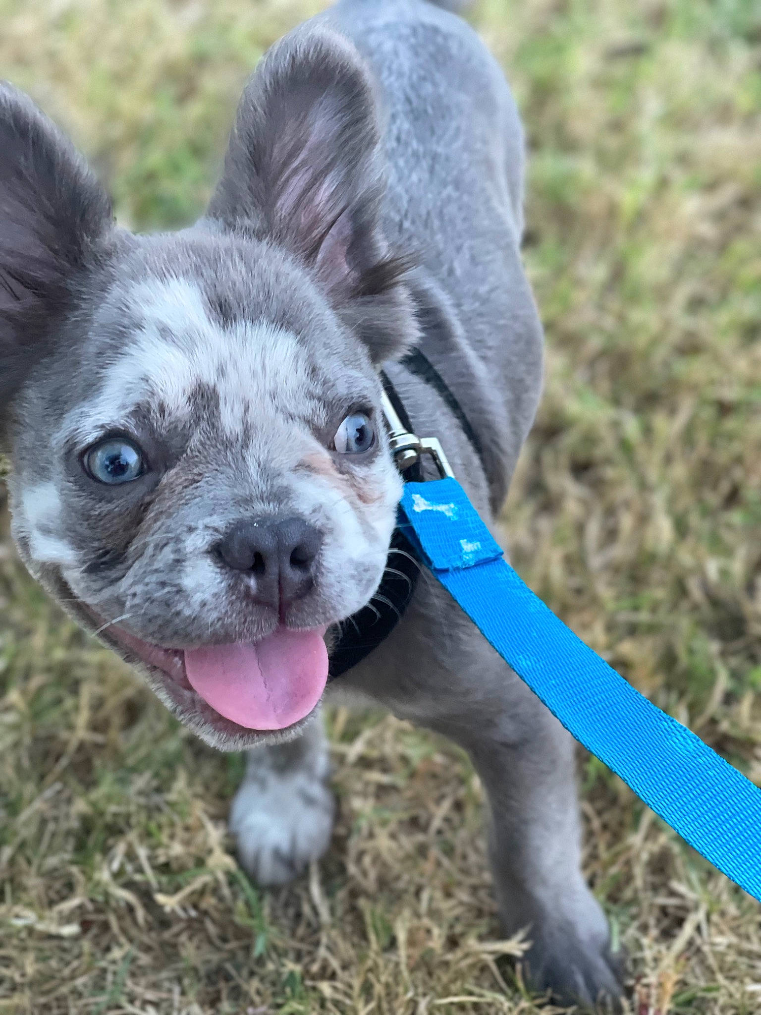 Sully joined the competition — help win amazing prizes! canidae, carnivore, collar, companion_dog, dog, dog_breed, dog_collar, ear, electric_blue, fawn, fur, grass, plant, snout, soil, sporting_group, terrestrial_animal, toy_dog, whiskers, working_animal