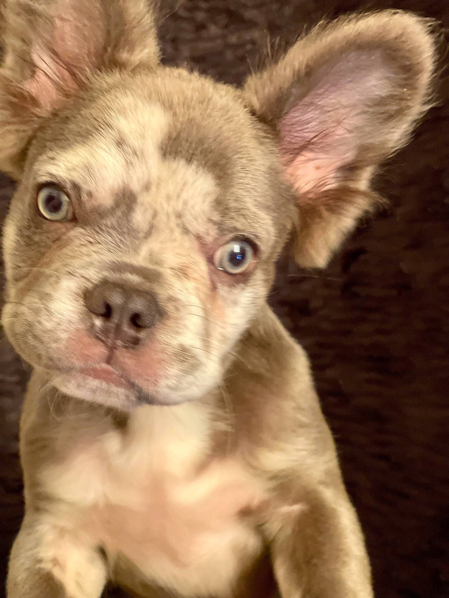 Sully is registered to the contest to win money with this photo: canidae, carnivore, companion_dog, dog, dog_breed, ear, eye, fawn, flesh, fur, head, non_sporting_group, snout, sporting_group, terrestrial_animal, whiskers, working_animal