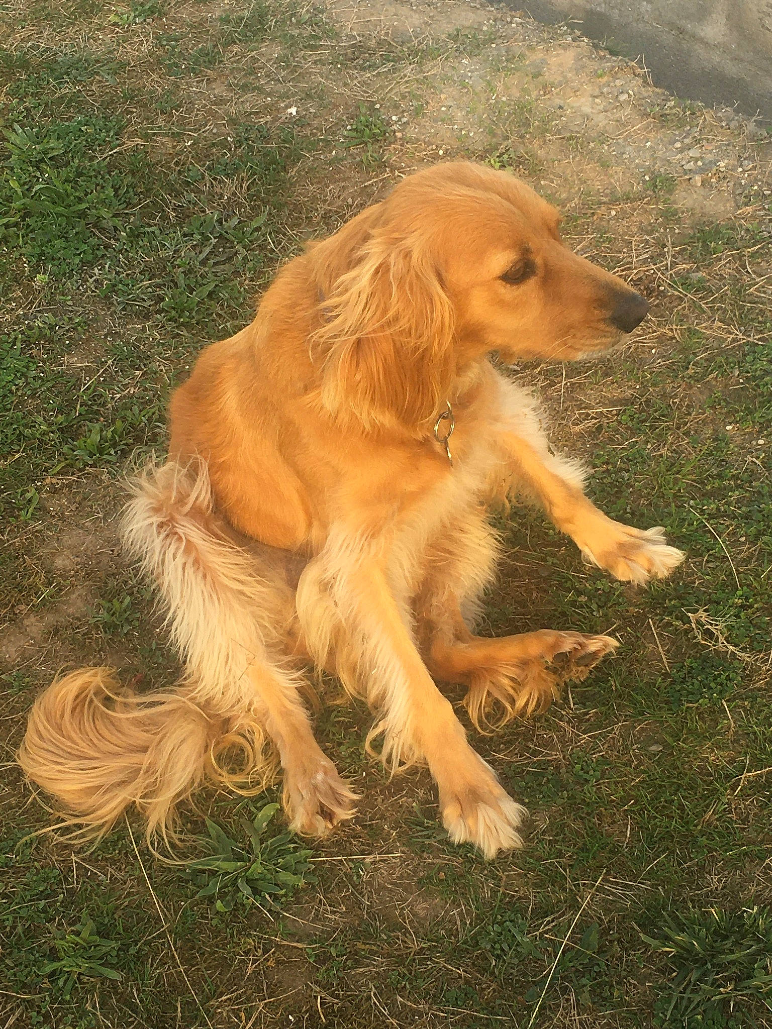 Vanille participe au concours pour gagner de l'argent avec cette photo : american_cocker_spaniel, basset_fauve_de_bretagne, canidae, carnivore, cocker_spaniel, companion_dog, dog, dog_breed, english_cocker_spaniel, fawn, golden_retriever, mammal, rare_breed_dog, russian_spaniel, sporting_group, vertebrate