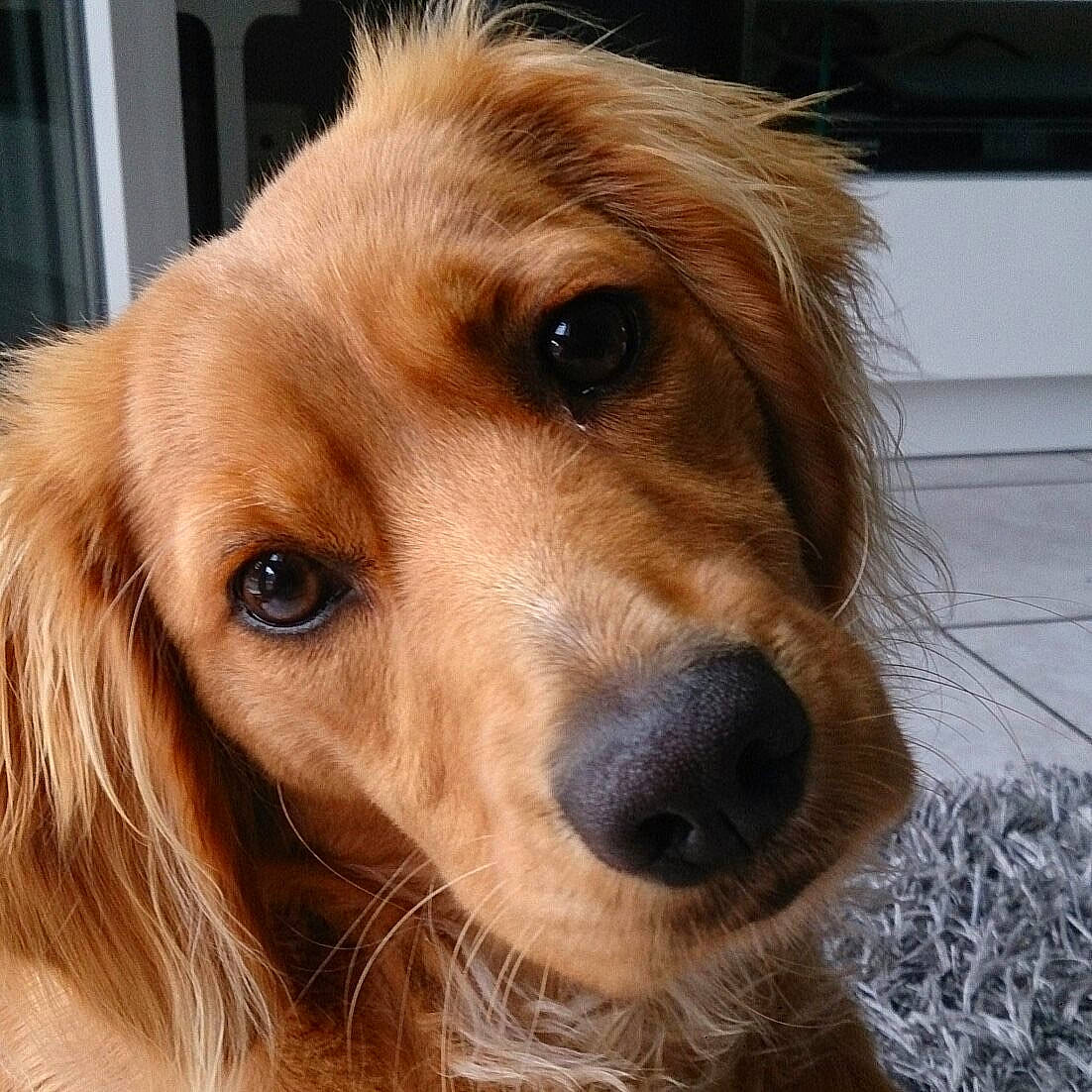 Vanille a rejoint le concours — aidez-le/la à gagner de superbes lots ! canidae, carnivore, cocker_spaniel, companion_dog, dog, dog_breed, english_cocker_spaniel, fawn, fur, golden_retriever, mammal, nose, rare_breed_dog, snout, spaniel, sporting_group, vertebrate, whiskers