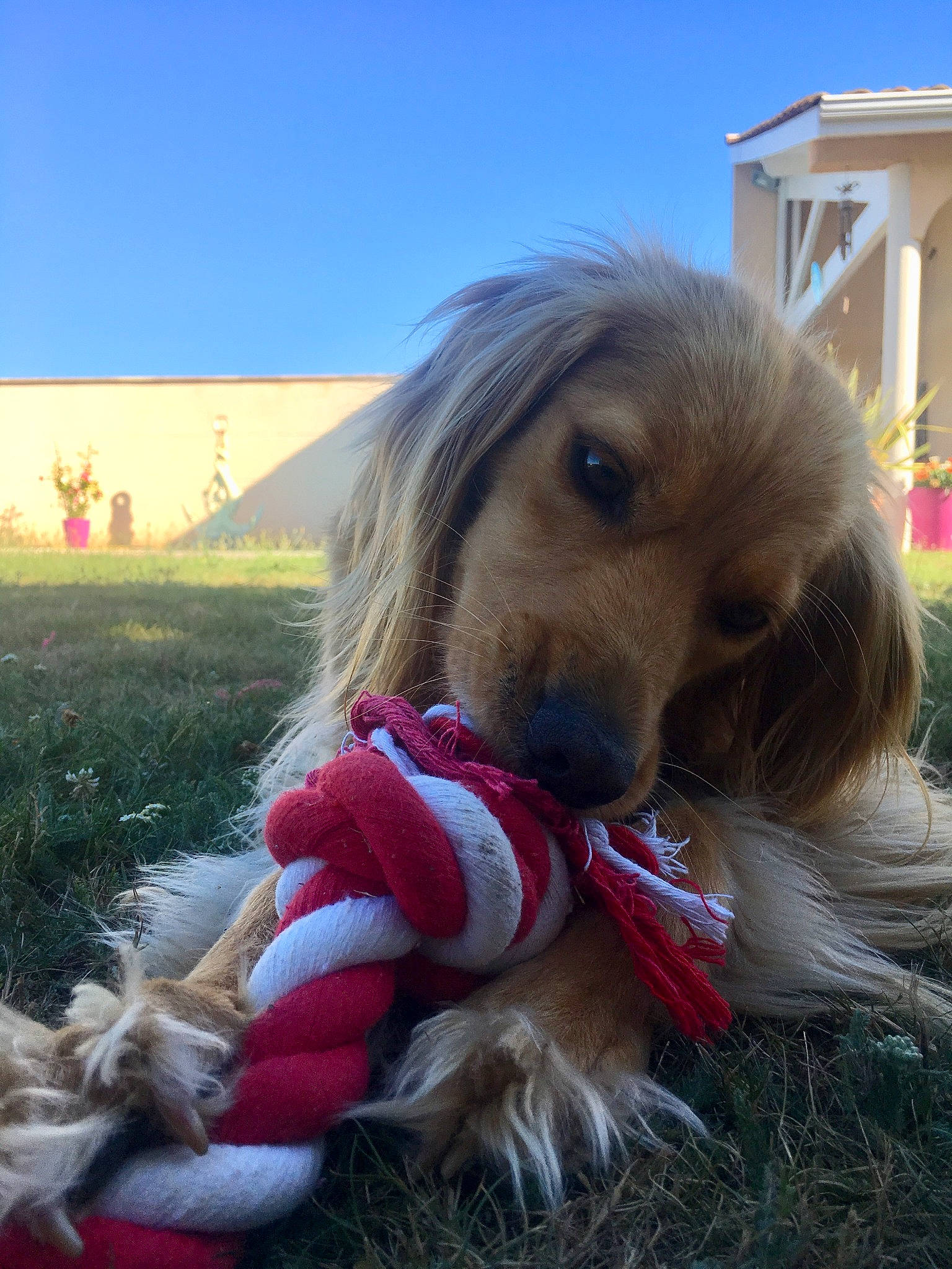 Vanille a rejoint le concours — aidez-le/la à gagner de superbes lots ! american_cocker_spaniel, canidae, carnivore, christmas, cocker_spaniel, companion_dog, dog, dog_breed, dog_clothes, fur, golden_retriever, grass, puppy, snout, sporting_group