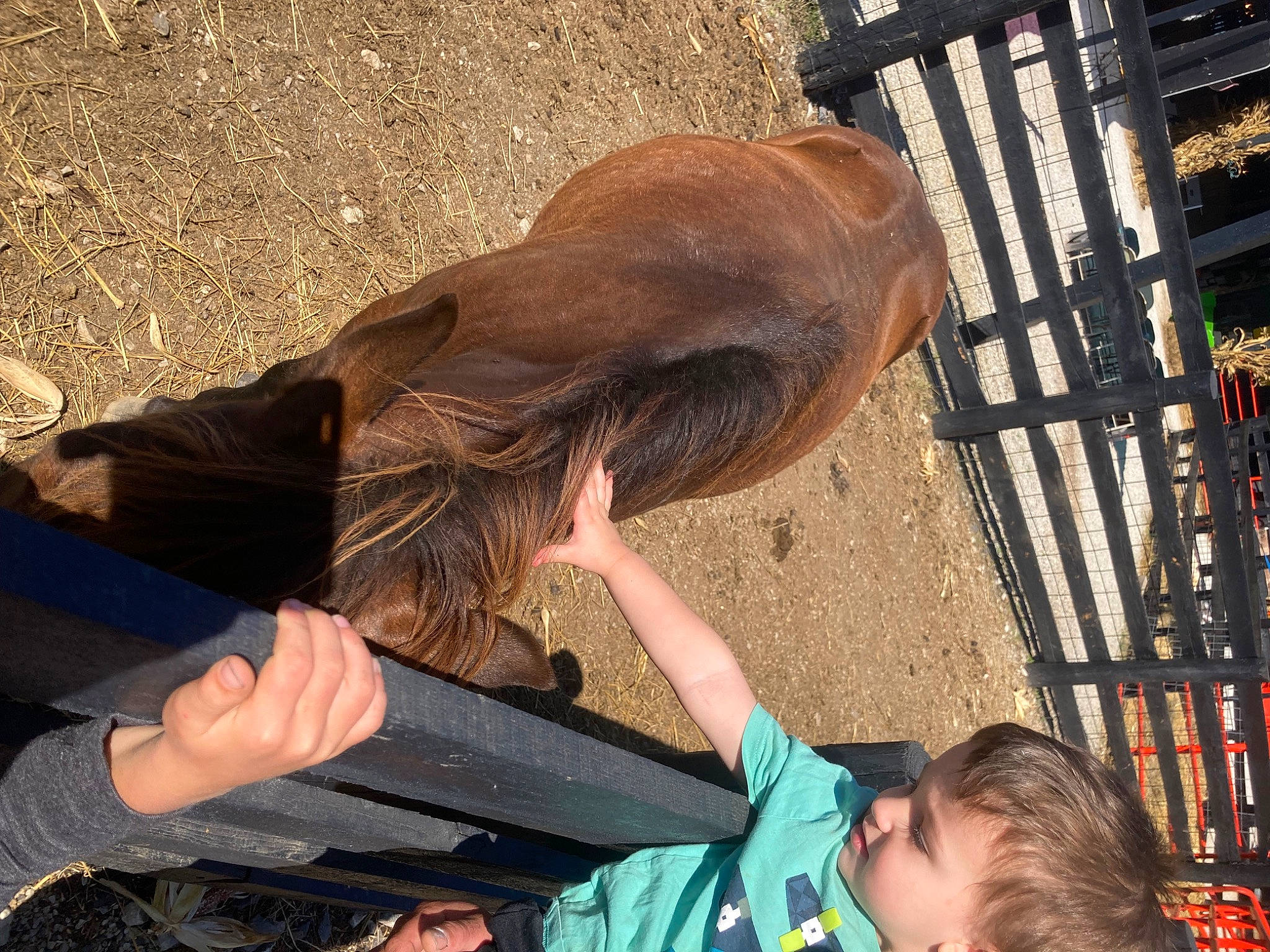 Hayden joined the competition — help win amazing prizes! animal_training, fish, fur, gesture, horse_supplies, liver, pack_animal, person, photograph, photography, recreation, snapshot, stallion, toddler, wildlife, working_animal