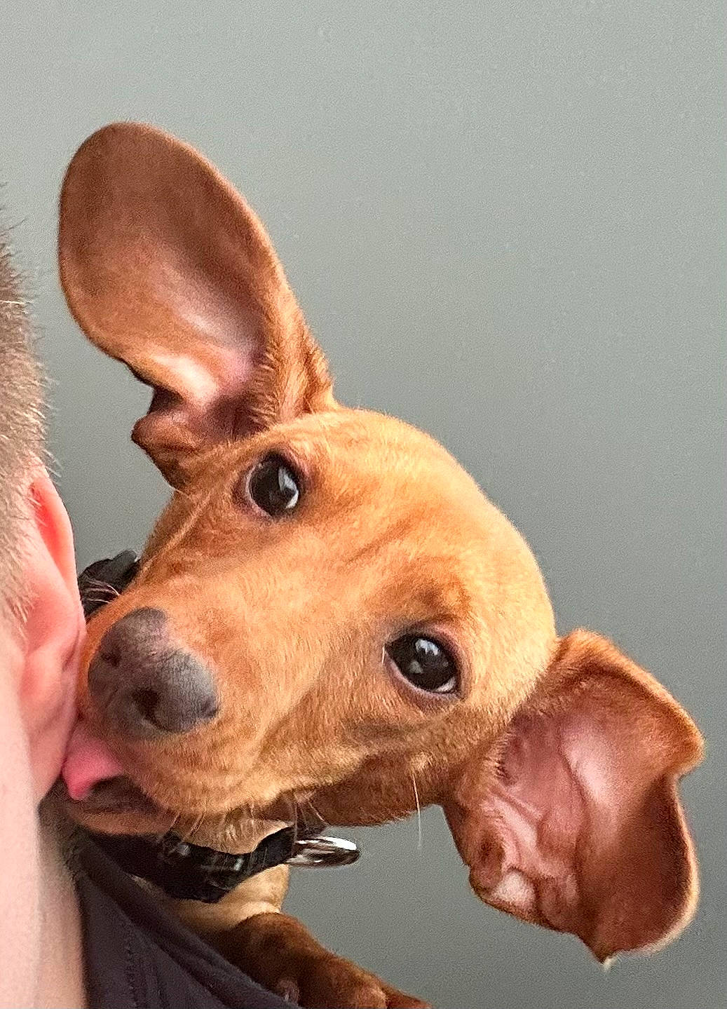 Miguel is registered to the contest to win money with this photo: art, canidae, carnivore, companion_dog, dog, dog_breed, ear, eyelash, fawn, fur, gesture, jaw, liver, nose, snout, sporting_group, terrestrial_animal, whiskers, working_animal, wrinkle