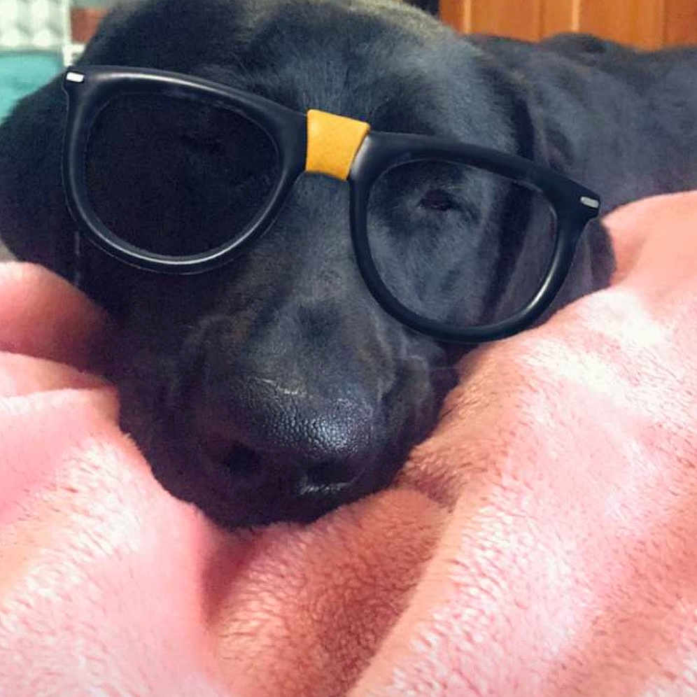 Marley is registered to the contest to win money with this photo: carnivore, comfort, companion_dog, dog, dog_breed, ear, eyewear, fawn, finger, gadget, hand, nail, paw, snout, sunglasses, thumb, toy_dog, whiskers, working_animal, wrist