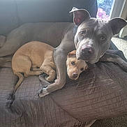 Shyne is registered to the contest to win money with this photo: dog, couch, indoor, pet, animal, brown_dog, gray_dog, cuddling, resting, cozy, quilted_blanket, paw, nose, ears, carpet, window, home, companion, friendship, comfort
